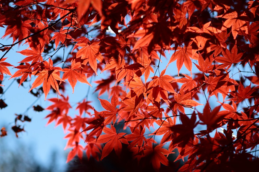 秋の到来とともに引っ越しします