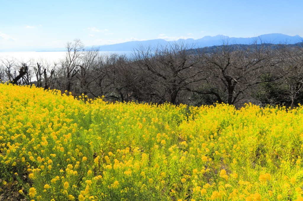 「写真を撮らない時に持ち出すカメラ」について Part. 2&nbsp;[現役編]