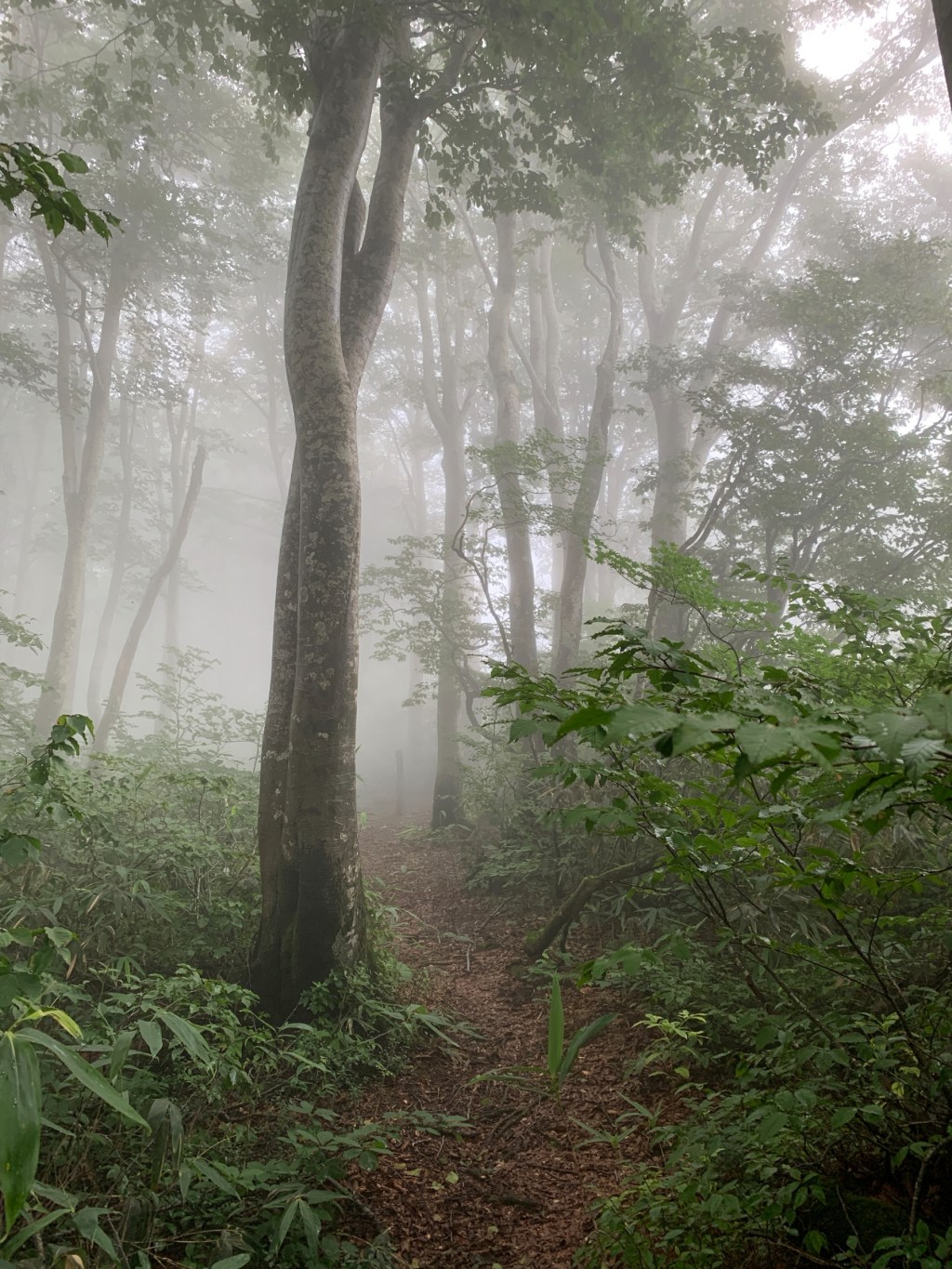 信越トレイル スルーハイク：DAY 03 [桂池テントサイト –&nbsp;光ヶ原キャンプ場]