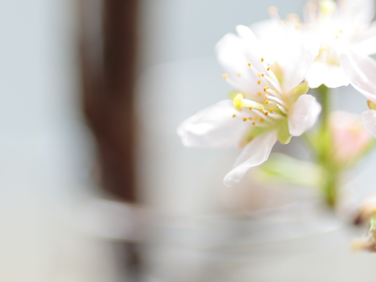 RF85mm F2 Macro IS STMの習作 [うめ]、私はこのレンズを理解していなかったらしい